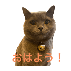 [LINEスタンプ] まい猫ちゃん