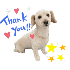 [LINEスタンプ] のあスタンプ①(犬・ダップー)