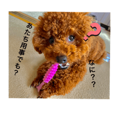 [LINEスタンプ] tiny poodle ぷー