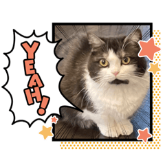 [LINEスタンプ] マンチカンのあずきさん