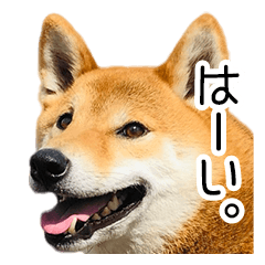 [LINEスタンプ] 日常的な会話をする柴犬_3