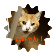 [LINEスタンプ] ビビチャンすたんぷ
