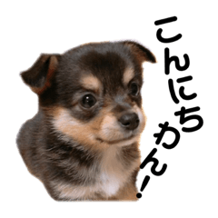 [LINEスタンプ] BRYスタンプ