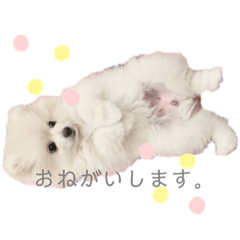 [LINEスタンプ] こいぬのもいちゃん