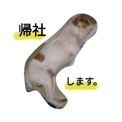 [LINEスタンプ] 【ジャックラッセル】のんびり屋