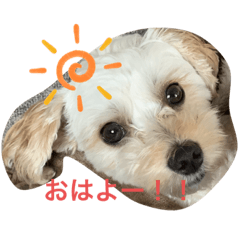 [LINEスタンプ] くしゅの日常