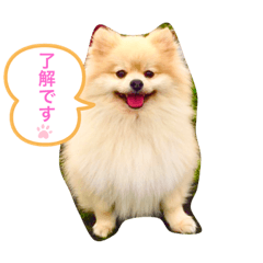 [LINEスタンプ] ポメラニアン 小太郎