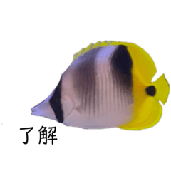 [LINEスタンプ] 熱帯魚くん