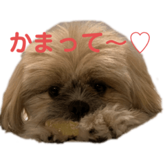 [LINEスタンプ] カプリコ