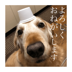 [LINEスタンプ] 愛犬くぅスタンプ②