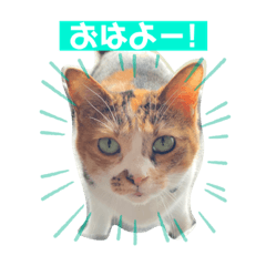 [LINEスタンプ] 三毛猫じじ♀