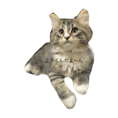 [LINEスタンプ] デブしかいねぇ