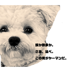 [LINEスタンプ] ヤーマン街道まっしぐら