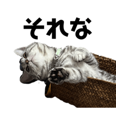 [LINEスタンプ] アメショとキジトラ むぎとほっぷ