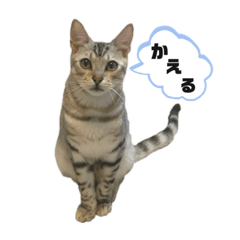 [LINEスタンプ] 我が家のこてつvol.3