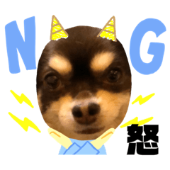 [LINEスタンプ] Chihuahua's Song ソラとリズ⑤
