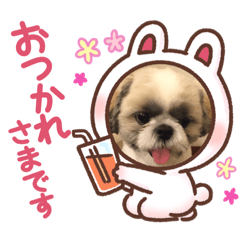 [LINEスタンプ] 愛犬スタンプちゃい