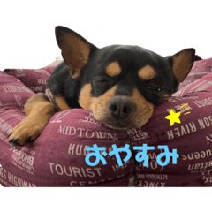[LINEスタンプ] チワワ まめすけ Ver2