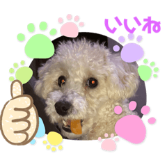 [LINEスタンプ] プードル琥珀くん2