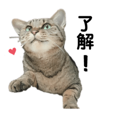 [LINEスタンプ] キジトラのぎゅったん