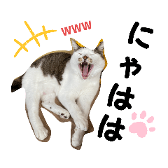 [LINEスタンプ] にゃんこ達スタンプ