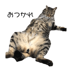 [LINEスタンプ] 我が家のかわいいこはくスタンプ