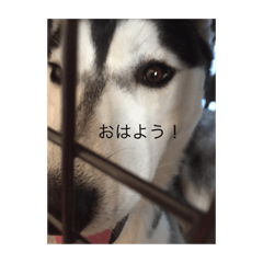 [LINEスタンプ] アイスとキルアとプリン