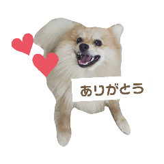 [LINEスタンプ] ポメラニアンのこたろう♂