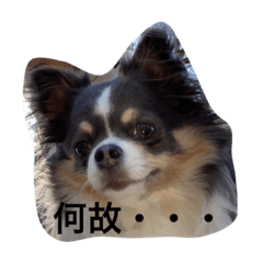 [LINEスタンプ] プリンセスチワワ3
