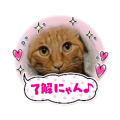 [LINEスタンプ] うちのアイル