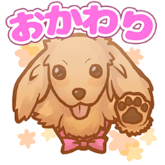 [LINEスタンプ] 【愛犬ちゃん】ミニチュア ダックス