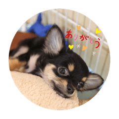 [LINEスタンプ] チワワのゆずたん