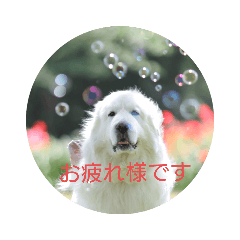 [LINEスタンプ] グレートピレニーズの里桜とお花たち