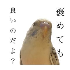 [LINEスタンプ] うちのインコ達（OI）追加分