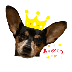 [LINEスタンプ] ミニピンミンユズ