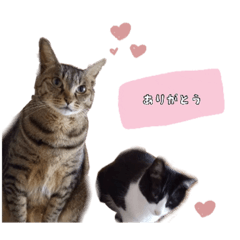 [LINEスタンプ] 我が家の可愛いネコちゃん達