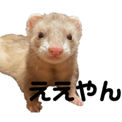 [LINEスタンプ] フェレットの日常 ②