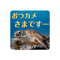 [LINEスタンプ] ウチナー釣り人の日常スタンプ