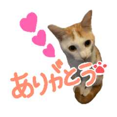 [LINEスタンプ] 茶白猫 チャイの日常