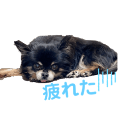 [LINEスタンプ] 愛犬達 2