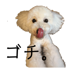 [LINEスタンプ] ハロときどきみーちゃん