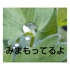 [LINEスタンプ] お花はいかがですか？