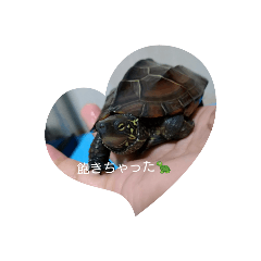 [LINEスタンプ] なのの飼育BOX
