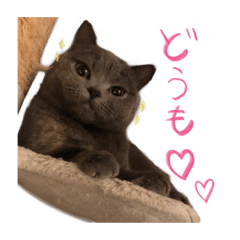 [LINEスタンプ] ブリティッシュショートヘアのアモちゃん