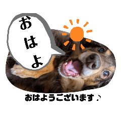[LINEスタンプ] わんわんにゃんにゃんスタンプ