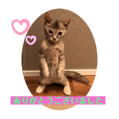 [LINEスタンプ] おうちゃん★ララちゃん 猫（日常会話）②