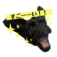 [LINEスタンプ] ダップー犬、ララァ②