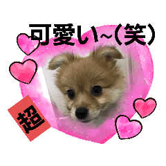 [LINEスタンプ] きゅんちゃん専用