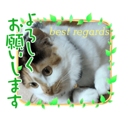 [LINEスタンプ] best にゃんneko