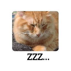 [LINEスタンプ] 猫の写真で一言。